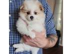 Pomeranian Puppy for sale in New Braunfels, TX, USA