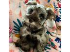 Schnauzer (Miniature) Puppy for sale in Sarasota, FL, USA