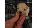Maltese Puppy for sale in Hamilton, NC, USA