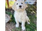 Goldendoodle Puppy for sale in Cortez, CO, USA