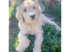 Goldendoodle Puppy for sale in Cortez, CO, USA
