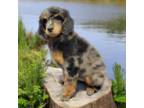 Mutt Puppy for sale in Boonville, NC, USA