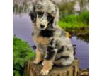 Mutt Puppy for sale in Boonville, NC, USA