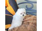 Maltese Puppy for sale in Santa Clarita, CA, USA