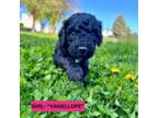 Goldendoodle Puppy for sale in Ephrata, WA, USA