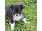 Papillon Puppy for sale in Monticello, WI, USA