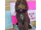 Miniature Labradoodle Puppy for sale in Barnesville, GA, USA