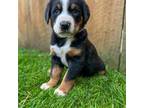 Greater Swiss Mountain Dog Puppy for sale in New Park, PA, USA