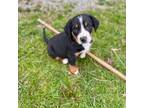 Greater Swiss Mountain Dog Puppy for sale in New Park, PA, USA