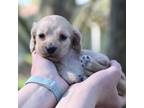 Dachshund Puppy for sale in Momence, IL, USA