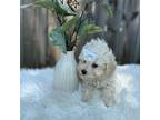 Bichon Frise Puppy for sale in Fort Smith, AR, USA