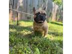 French Bulldog Puppy for sale in Fort Smith, AR, USA