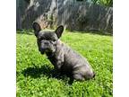 French Bulldog Puppy for sale in Fort Smith, AR, USA