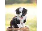 Australian Shepherd Puppy for sale in Dobson, NC, USA