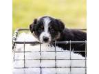 Australian Shepherd Puppy for sale in Dobson, NC, USA