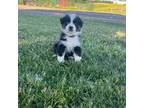 Australian Shepherd Puppy for sale in Dobson, NC, USA