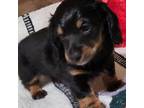 Dachshund Puppy for sale in Ocala, FL, USA