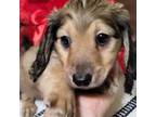 Dachshund Puppy for sale in Ocala, FL, USA