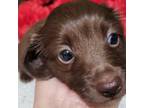 Dachshund Puppy for sale in Ocala, FL, USA