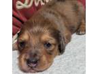 Dachshund Puppy for sale in Ocala, FL, USA