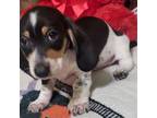 Dachshund Puppy for sale in Ocala, FL, USA