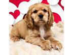 Cocker Spaniel Puppy for sale in Fort Scott, KS, USA