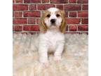 Cocker Spaniel Puppy for sale in Fort Scott, KS, USA