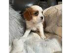 Cavalier King Charles Spaniel Puppy for sale in Yantis, TX, USA