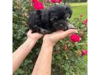 Maltipoo Puppy for sale in Diboll, TX, USA