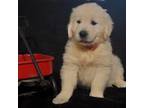 Golden Retriever Puppy for sale in Boonville, NC, USA