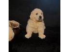 Golden Retriever Puppy for sale in Boonville, NC, USA