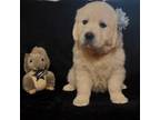 Golden Retriever Puppy for sale in Boonville, NC, USA