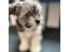 Havanese Puppy for sale in Ocala, FL, USA