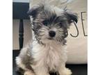 Havanese Puppy for sale in Ocala, FL, USA