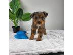 Mutt Puppy for sale in Indianapolis, IN, USA
