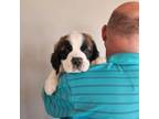 Saint Bernard Puppy for sale in Plum City, WI, USA