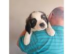 Saint Bernard Puppy for sale in Plum City, WI, USA