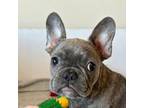 French Bulldog Puppy for sale in Chelsea, OK, USA