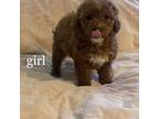 Poodle (Toy) Puppy for sale in Bethesda, MD, USA