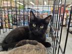 Adopt Kenough a All Black Domestic Shorthair (short coat) cat in PACIFICA