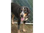 Adopt Heart Hound a Brown/Chocolate - with Black Coonhound dog in Evansville