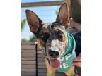 Adopt Berle James a Australian Kelpie / Australian Cattle Dog dog in Mishawaka