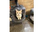 Adopt Alana a Orange or Red (Mostly) Domestic Shorthair / Mixed (short coat) cat