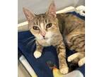Adopt Athena a Domestic Shorthair / Mixed (short coat) cat in Bolton