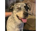 Adopt Bear a Australian Cattle Dog dog in Aurora, CO (38894477)