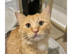 Adopt Lionel a Orange or Red Domestic Longhair / Mixed cat in Palatine