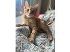 Adopt Mr. Purrfectly Fine a Domestic Shorthair / Mixed (short coat) cat in New