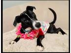 Adopt Dixie "Dottie" a Black - with White Terrier (Unknown Type