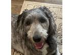 Adopt Mabel a Gray/Blue/Silver/Salt & Pepper Sheepadoodle / Mixed dog in Crystal