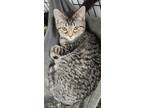 Adopt Dakota a Domestic Shorthair / Mixed (short coat) cat in Rome